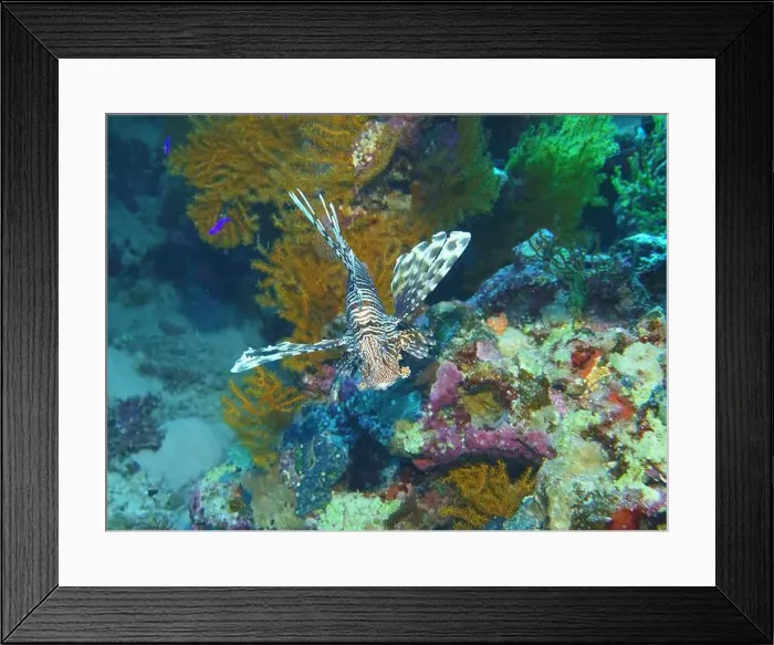 Framed Print : Lionfish, Pterois Deep Sea Exploration 2025 Framed Print : Lionfish, Pterois Deep Sea Exploration 2025