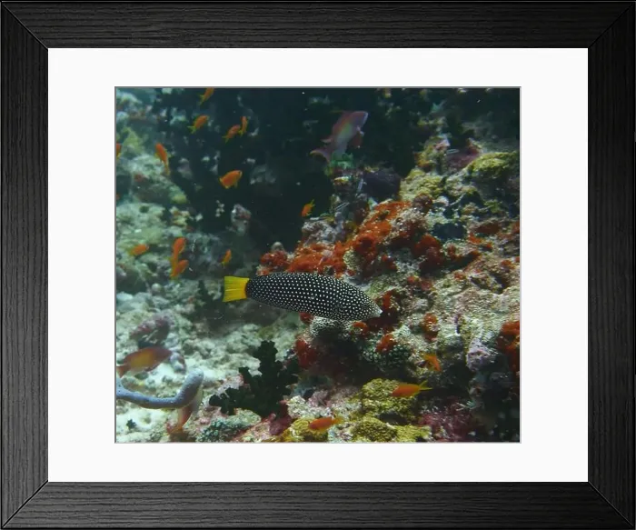 Framed Print : Wrasses Fish, Deep Sea Exploration 2025 Framed Print : Wrasses Fish, Deep Sea Exploration 2025