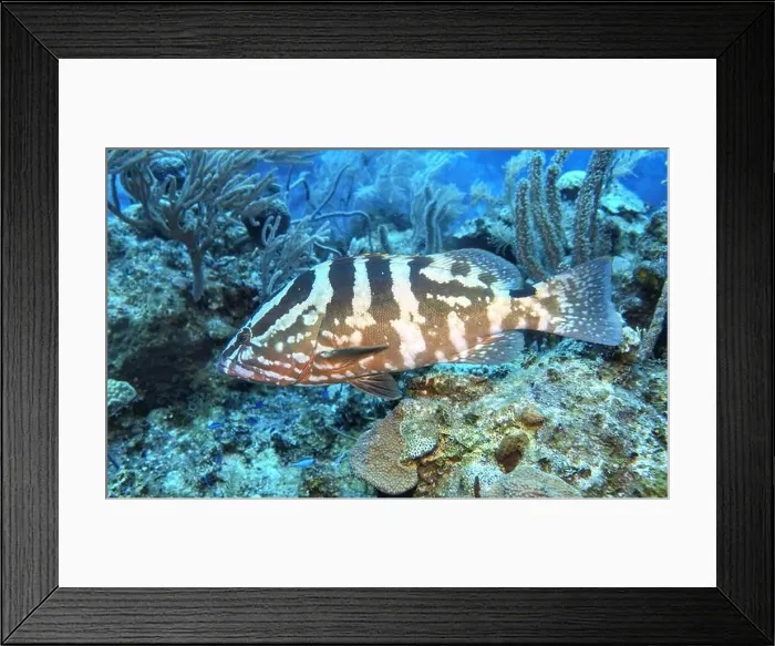 Framed Print : Grouper Fish, Grouper saltwater fish Deep Sea Exploration 2025 Framed Print : Grouper Fish, Grouper saltwater fish Deep Sea Exploration 2025