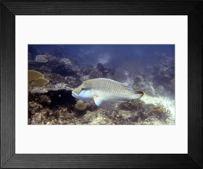 Framed Print : Wrasses Fish, Deep Sea Exploration 2025 Framed Print : Wrasses Fish, Deep Sea Exploration 2025