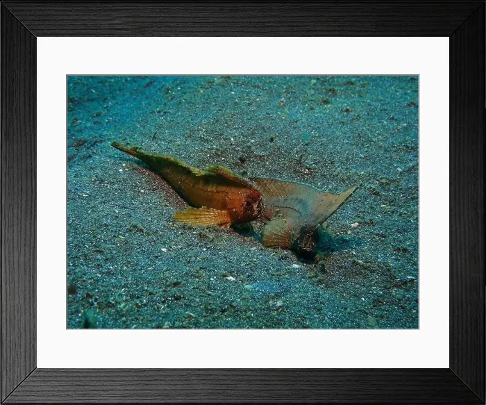 Framed Print : Lionfish, Pterois Deep Sea Exploration 2025 Framed Print : Lionfish, Pterois Deep Sea Exploration 2025