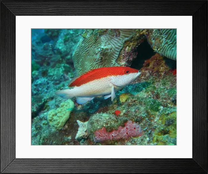 Framed Print : Grouper Fish, Grouper saltwater fish Deep Sea Exploration 2025 Framed Print : Grouper Fish, Grouper saltwater fish Deep Sea Exploration 2025