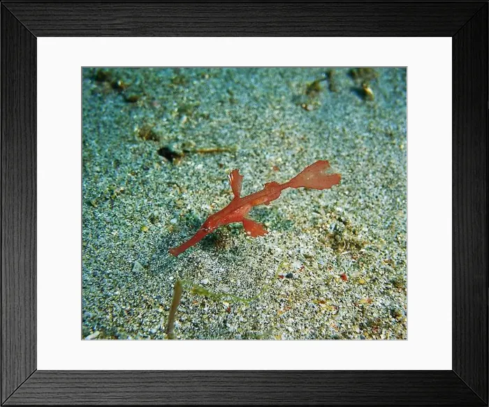 Framed Print : Seahorses, Hippocampe Deep Sea Exploration 2025 Framed Print : Seahorses, Hippocampe Deep Sea Exploration 2025