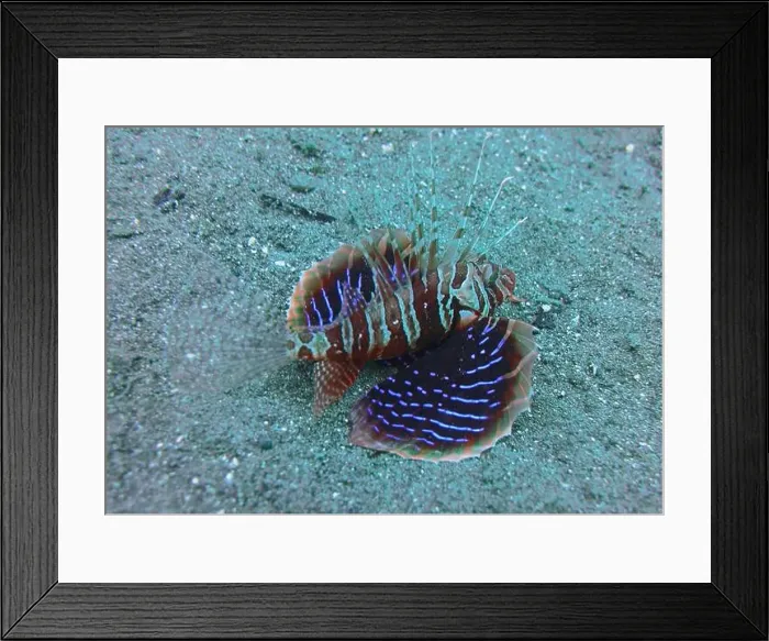 Framed Print : Lionfish, Pterois Deep Sea Exploration 2025 Framed Print : Lionfish, Pterois Deep Sea Exploration 2025