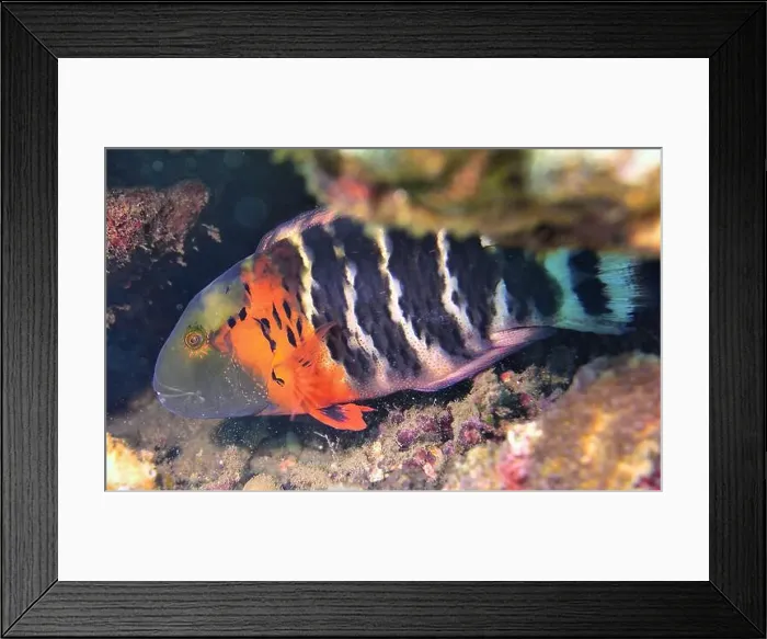 Framed Print : Wrasses Fish, Deep Sea Exploration 2025 Framed Print : Wrasses Fish, Deep Sea Exploration 2025