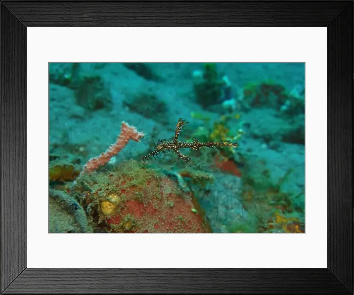 Framed Print : Seahorses, Hippocampe Deep Sea Exploration 2025 Framed Print : Seahorses, Hippocampe Deep Sea Exploration 2025