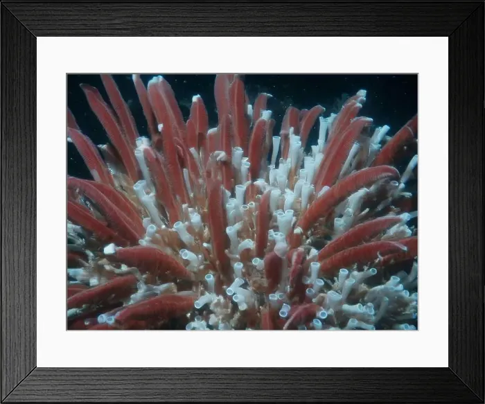 Framed Print : Giant Tube Worms Riftia pachyptila Siboglinidae in Hydrothermal vent Deep Sea Exploration 2025 Framed Print : Giant Tube Worms Riftia pachyptila Siboglinidae in Hydrothermal vent Deep Sea Exploration 2025
