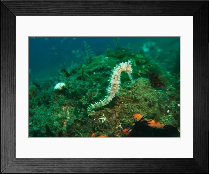 Framed Print : Seahorses, Hippocampe Deep Sea Exploration 2025 Framed Print : Seahorses, Hippocampe Deep Sea Exploration 2025