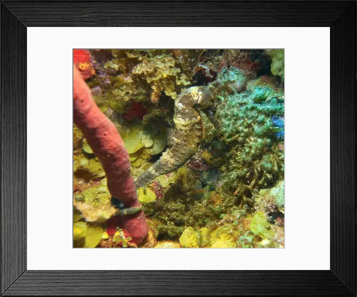 Framed Print : Seahorses, Hippocampe Deep Sea Exploration 2025 Framed Print : Seahorses, Hippocampe Deep Sea Exploration 2025