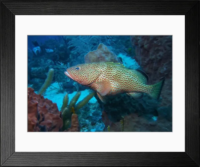 Framed Print : Grouper Fish, Grouper saltwater fish Deep Sea Exploration 2025 Framed Print : Grouper Fish, Grouper saltwater fish Deep Sea Exploration 2025