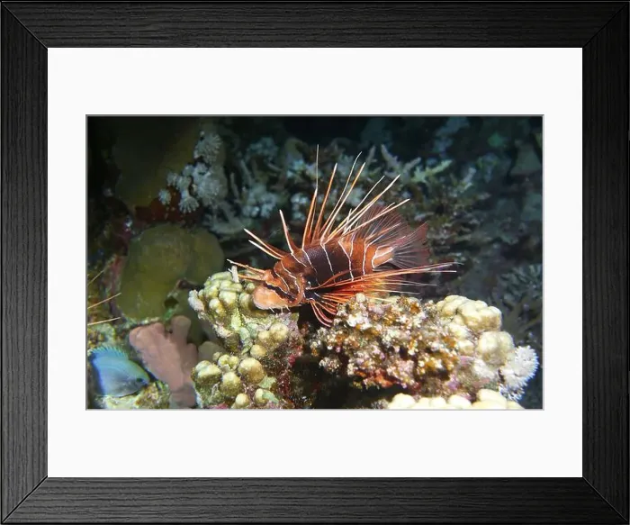 Framed Print : Lionfish, Pterois Deep Sea Exploration 2025 Framed Print : Lionfish, Pterois Deep Sea Exploration 2025