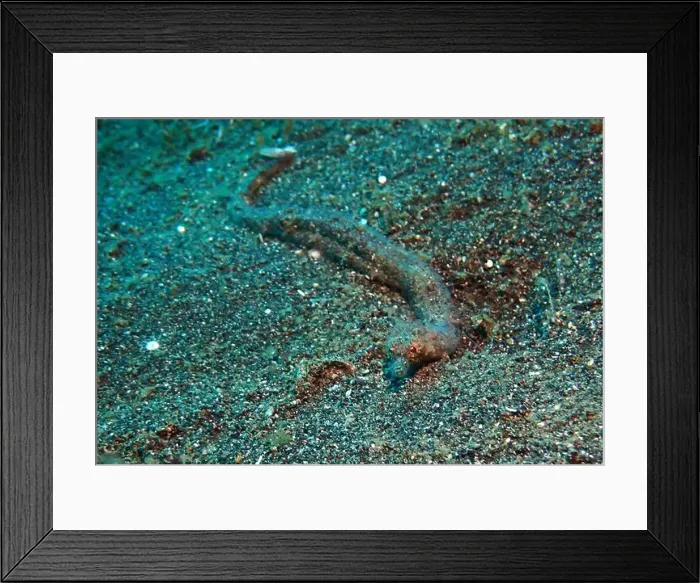 Framed Print : Seahorses, Hippocampe Deep Sea Exploration 2025 Framed Print : Seahorses, Hippocampe Deep Sea Exploration 2025