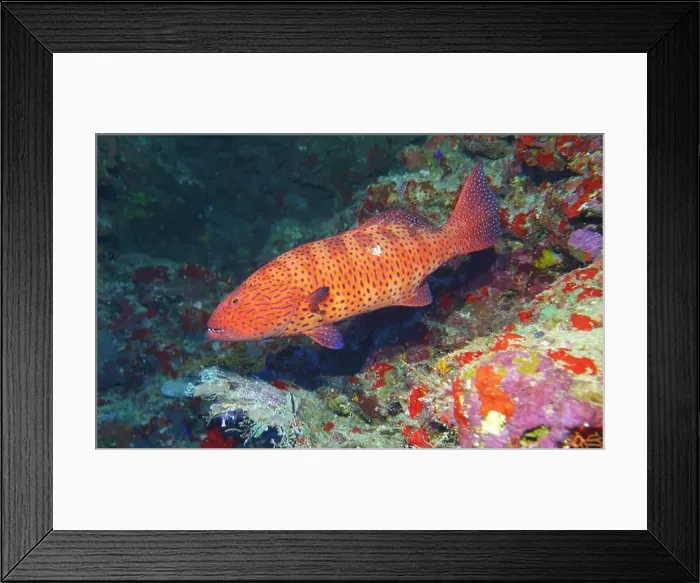 Framed Print : Grouper Fish, Grouper saltwater fish Deep Sea Exploration 2025 Framed Print : Grouper Fish, Grouper saltwater fish Deep Sea Exploration 2025