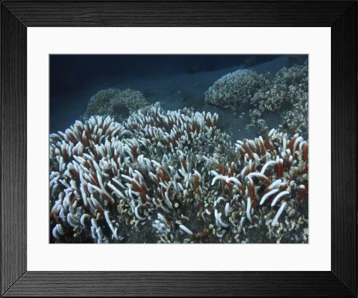 Framed Print : Giant Tube Worms Riftia pachyptila Siboglinidae in Hydrothermal vent Deep Sea Exploration 2025 Framed Print : Giant Tube Worms Riftia pachyptila Siboglinidae in Hydrothermal vent Deep Sea Exploration 2025