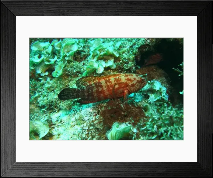 Framed Print : Grouper Fish, Grouper saltwater fish Deep Sea Exploration 2025 Framed Print : Grouper Fish, Grouper saltwater fish Deep Sea Exploration 2025