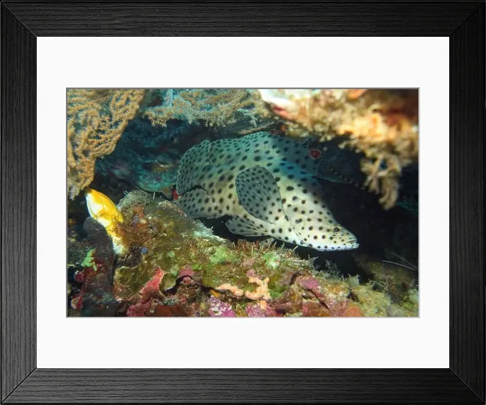 Framed Print : Grouper Fish, Grouper saltwater fish Deep Sea Exploration 2025 Framed Print : Grouper Fish, Grouper saltwater fish Deep Sea Exploration 2025