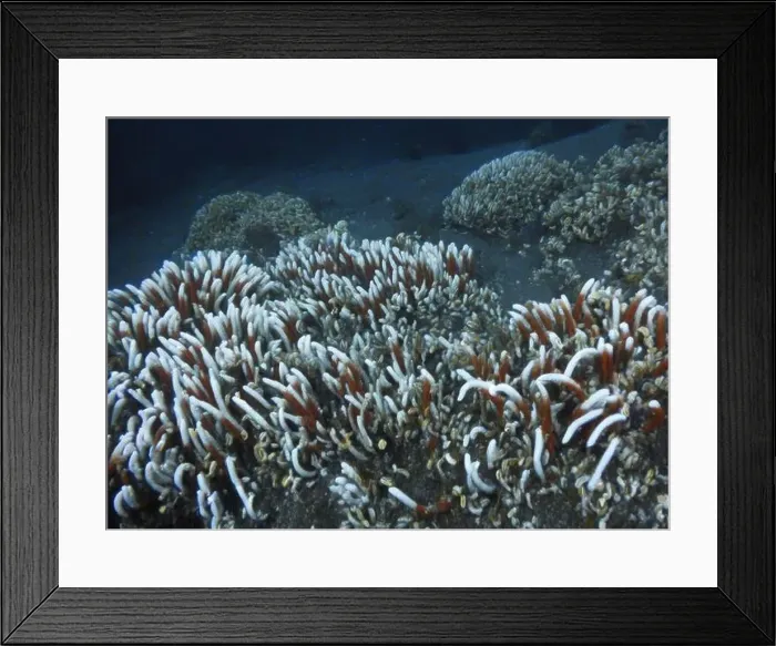 Framed Print : Giant Tube Worms Riftia pachyptila Siboglinidae in Hydrothermal vent Deep Sea Exploration 2025 Framed Print : Giant Tube Worms Riftia pachyptila Siboglinidae in Hydrothermal vent Deep Sea Exploration 2025