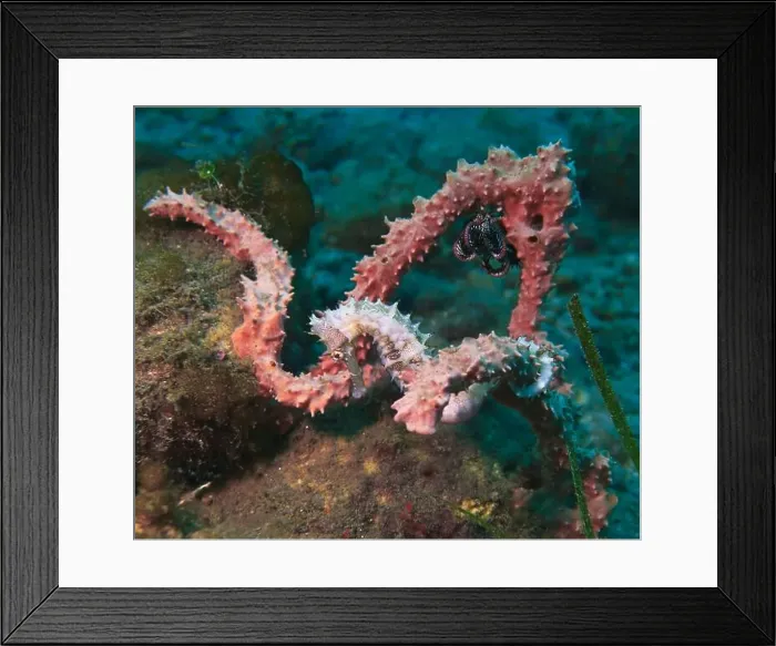 Framed Print : Seahorses, Hippocampe Deep Sea Exploration 2025 Framed Print : Seahorses, Hippocampe Deep Sea Exploration 2025