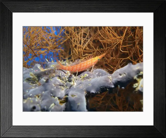 Framed Print : Hawkfishes, Cirrhitidae Deep Sea Exploration 2025 Framed Print : Hawkfishes, Cirrhitidae Deep Sea Exploration 2025