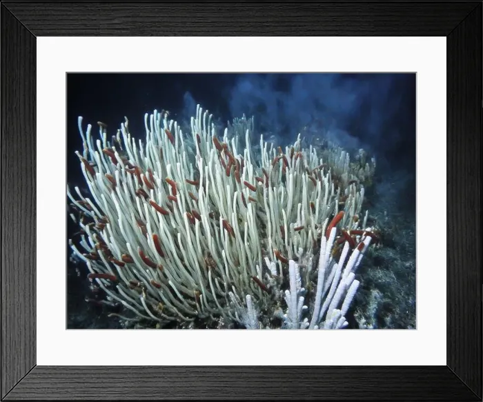 Framed Print : Giant Tube Worms Riftia pachyptila Siboglinidae in Hydrothermal vent Deep Sea Exploration 2025 Framed Print : Giant Tube Worms Riftia pachyptila Siboglinidae in Hydrothermal vent Deep Sea Exploration 2025