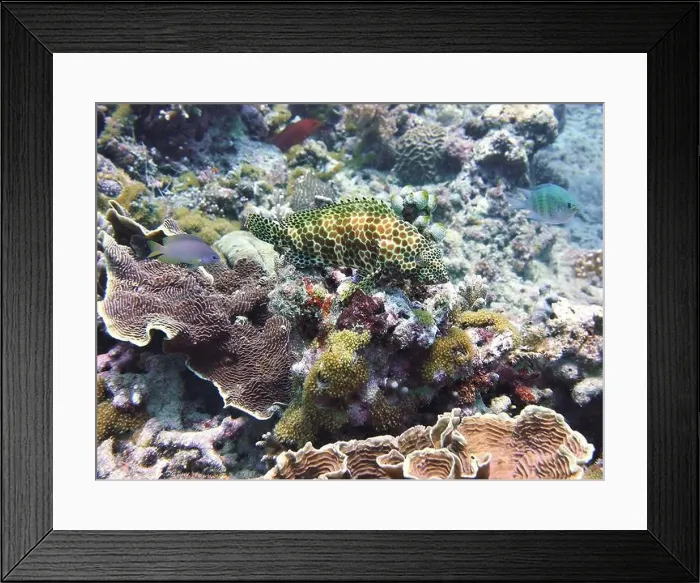 Framed Print : Grouper Fish, Grouper saltwater fish Deep Sea Exploration 2025 Framed Print : Grouper Fish, Grouper saltwater fish Deep Sea Exploration 2025