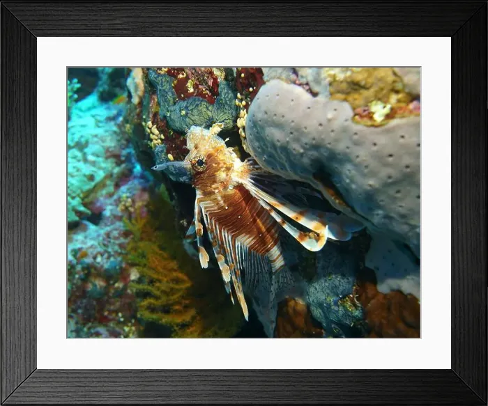 Framed Print : Lionfish, Pterois Deep Sea Exploration 2025 Framed Print : Lionfish, Pterois Deep Sea Exploration 2025