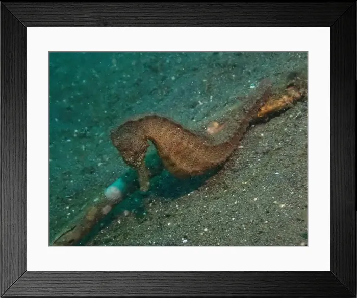Framed Print : Seahorses, Hippocampe Deep Sea Exploration 2025 Framed Print : Seahorses, Hippocampe Deep Sea Exploration 2025
