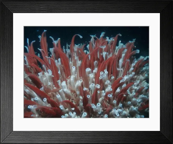 Framed Print : Giant Tube Worms Riftia pachyptila Siboglinidae in Hydrothermal vent Deep Sea Exploration 2025 Framed Print : Giant Tube Worms Riftia pachyptila Siboglinidae in Hydrothermal vent Deep Sea Exploration 2025