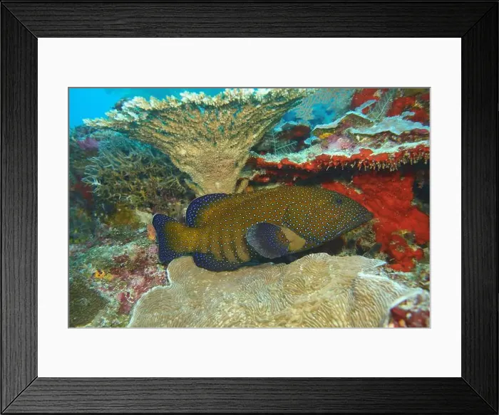 Framed Print : Grouper Fish, Grouper saltwater fish Deep Sea Exploration 2025 Framed Print : Grouper Fish, Grouper saltwater fish Deep Sea Exploration 2025