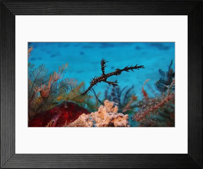 Framed Print : Seahorses, Hippocampe Deep Sea Exploration 2025 Framed Print : Seahorses, Hippocampe Deep Sea Exploration 2025
