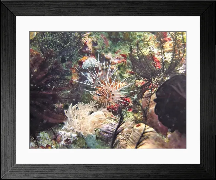 Framed Print : Lionfish, Pterois Deep Sea Exploration 2025 Framed Print : Lionfish, Pterois Deep Sea Exploration 2025