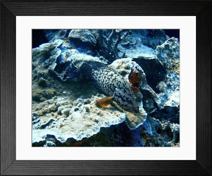 Framed Print : Grouper Fish, Grouper saltwater fish Deep Sea Exploration 2025 Framed Print : Grouper Fish, Grouper saltwater fish Deep Sea Exploration 2025