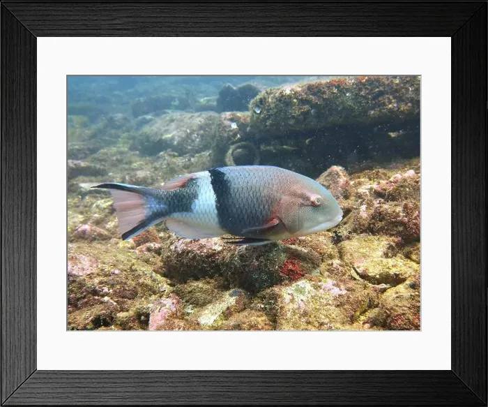 Framed Print : Hogfish, Deep Sea Exploration 2025. The hogfish, also known as boquinete Framed Print : Hogfish, Deep Sea Exploration 2025. The hogfish, also known as boquinete
