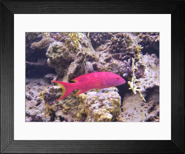 Framed Print : Grouper Fish, Grouper saltwater fish Deep Sea Exploration 2025 Framed Print : Grouper Fish, Grouper saltwater fish Deep Sea Exploration 2025