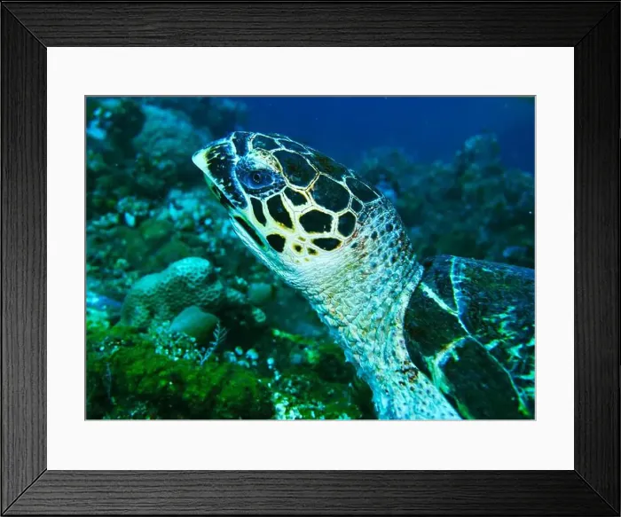 Framed Print : Green sea turtle, Chelonia mydas Deep Sea Exploration 2025 Framed Print : Green sea turtle, Chelonia mydas Deep Sea Exploration 2025