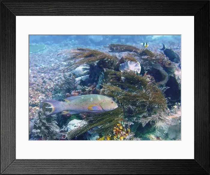 Framed Print : Grouper Fish, Grouper saltwater fish Deep Sea Exploration 2025 Framed Print : Grouper Fish, Grouper saltwater fish Deep Sea Exploration 2025