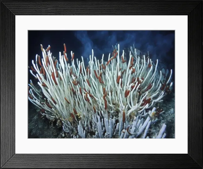 Framed Print : Giant Tube Worms Riftia pachyptila Siboglinidae in Hydrothermal vent Deep Sea Exploration 2025 Framed Print : Giant Tube Worms Riftia pachyptila Siboglinidae in Hydrothermal vent Deep Sea Exploration 2025