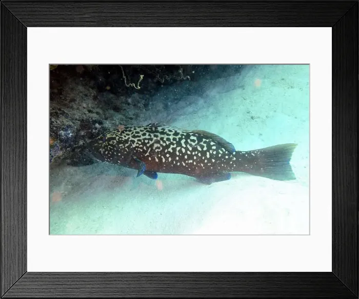 Framed Print : Grouper Fish, Grouper saltwater fish Deep Sea Exploration 2025 Framed Print : Grouper Fish, Grouper saltwater fish Deep Sea Exploration 2025