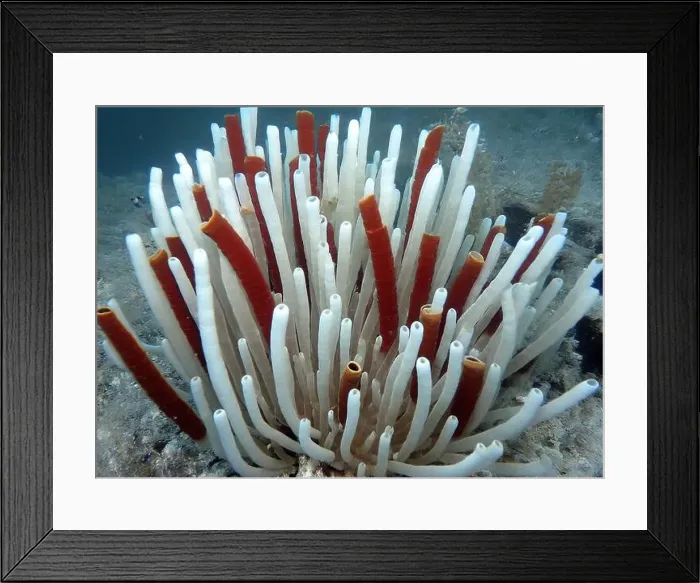 Framed Print : Giant Tube Worms Riftia pachyptila Siboglinidae in Hydrothermal vent Deep Sea Exploration 2025 Framed Print : Giant Tube Worms Riftia pachyptila Siboglinidae in Hydrothermal vent Deep Sea Exploration 2025