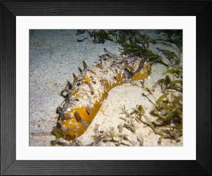Framed Print : Echinoderms, Deep Sea Exploration 2025