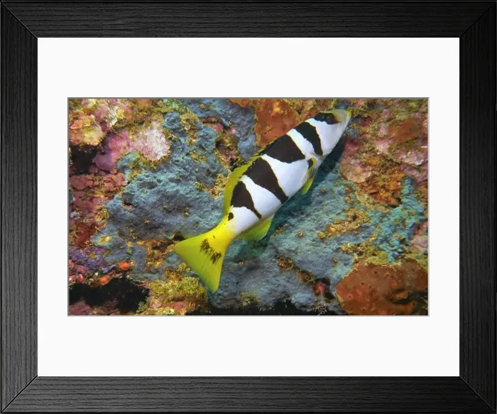 Framed Print : Grouper Fish, Grouper saltwater fish Deep Sea Exploration 2025 Framed Print : Grouper Fish, Grouper saltwater fish Deep Sea Exploration 2025