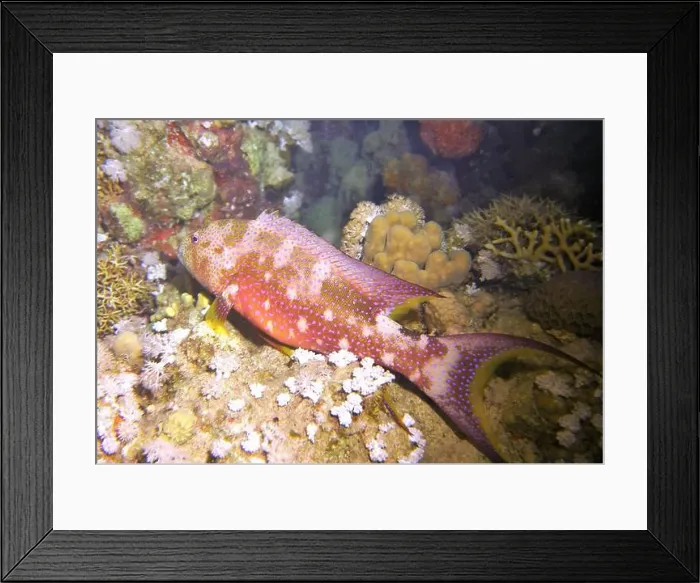 Framed Print : Grouper Fish, Grouper saltwater fish Deep Sea Exploration 2025 Framed Print : Grouper Fish, Grouper saltwater fish Deep Sea Exploration 2025