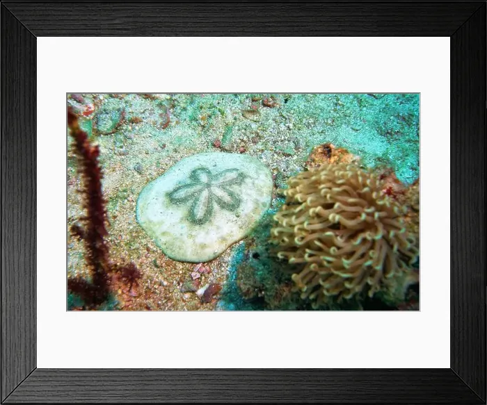 Framed Print : Echinoderms, Deep Sea Exploration 2025 Framed Print : Echinoderms, Deep Sea Exploration 2025