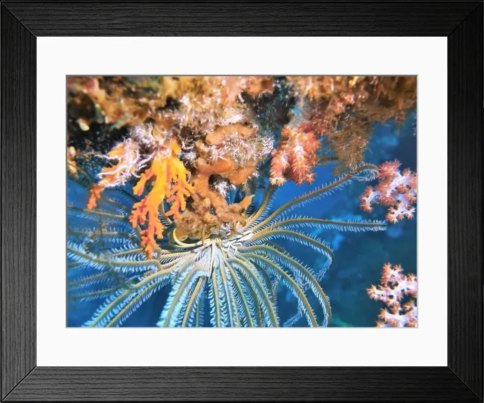 Framed Print : Echinoderms, Deep Sea Exploration 2025 Framed Print : Echinoderms, Deep Sea Exploration 2025