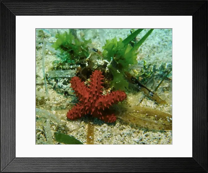 Framed Print : Echinoderms, Deep Sea Exploration 2025 Framed Print : Echinoderms, Deep Sea Exploration 2025