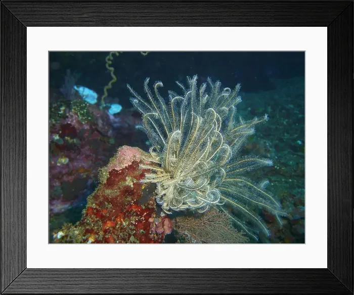 Framed Print : Echinoderms, Deep Sea Exploration 2025 Framed Print : Echinoderms, Deep Sea Exploration 2025