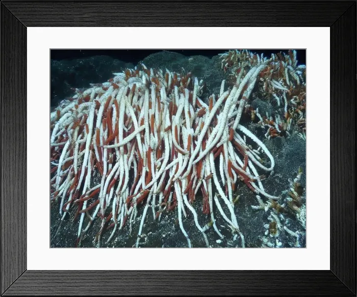Framed Print : Giant Tube Worms Riftia pachyptila Siboglinidae in Hydrothermal vent Deep Sea Exploration 2025 Framed Print : Giant Tube Worms Riftia pachyptila Siboglinidae in Hydrothermal vent Deep Sea Exploration 2025