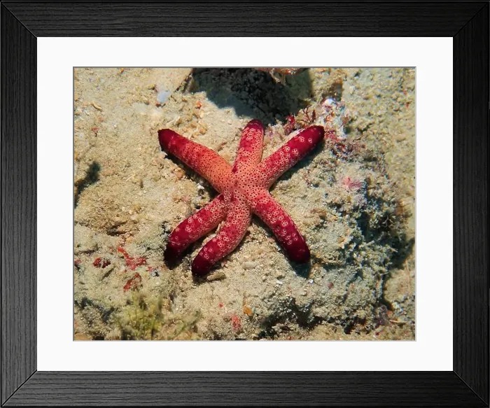 Framed Print : Echinoderms, Deep Sea Exploration 2025 Framed Print : Echinoderms, Deep Sea Exploration 2025
