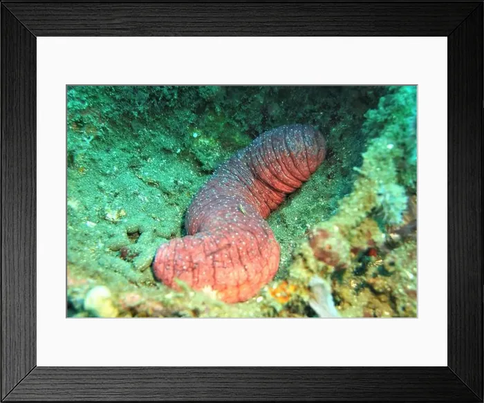 Framed Print : Echinoderms, Deep Sea Exploration 2025 Framed Print : Echinoderms, Deep Sea Exploration 2025