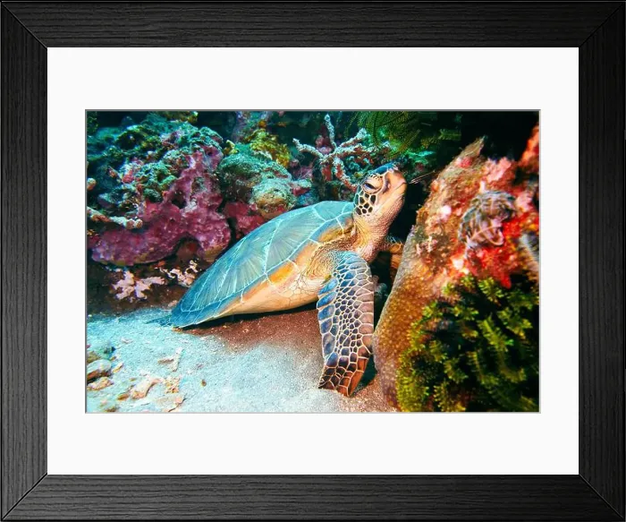 Framed Print : Green sea turtle, Chelonia mydas Deep Sea Exploration 2025 Framed Print : Green sea turtle, Chelonia mydas Deep Sea Exploration 2025